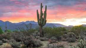 A saguaro cactus in an Arizona desert at sunrise